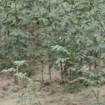 武都大红袍正宗无刺花椒苗