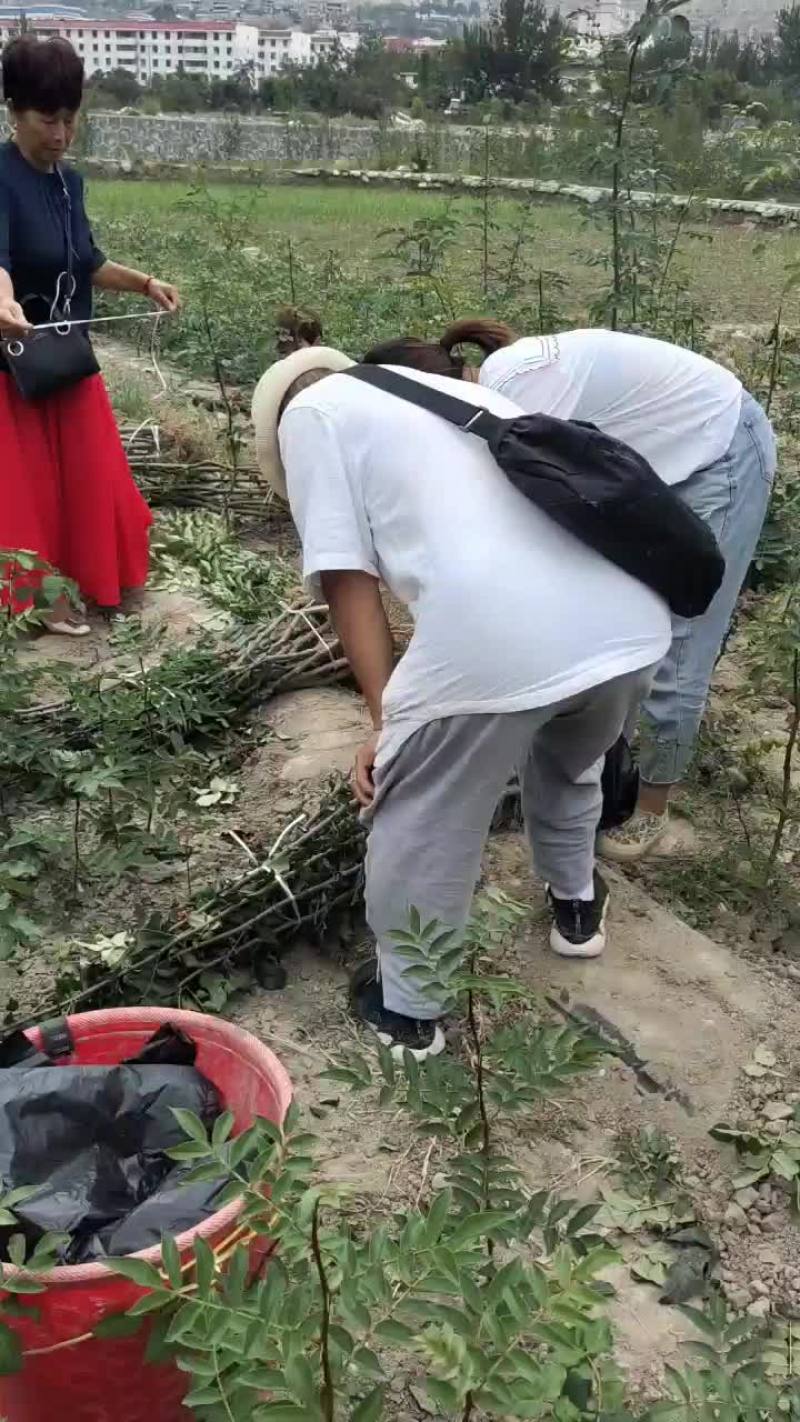 武都大红袍正宗无刺花椒苗