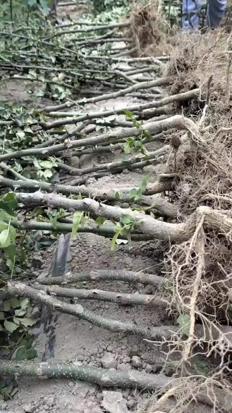武都大红袍正宗无刺花椒苗