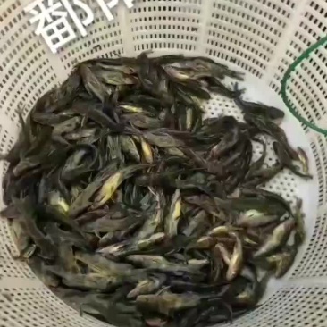 黄骨鱼苗黄辣丁苗黄桑鱼苗黄丫头苗昂刺鱼苗