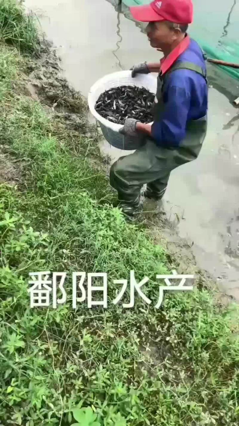 黄骨鱼苗黄辣丁苗黄桑鱼苗黄丫头苗昂刺鱼苗