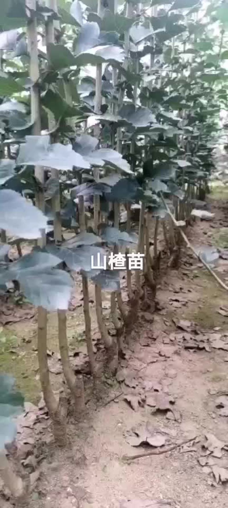 山楂苗出售预订量大优惠