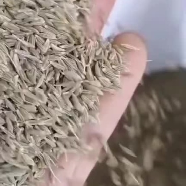 孜然(包邮)，3斤起批发，零售量大从优，