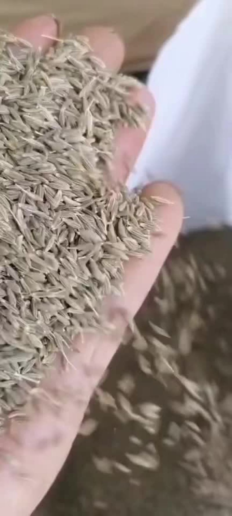 孜然(包邮)，3斤起批发，零售量大从优，