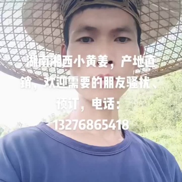 湖南湘西小黄姜产地批发