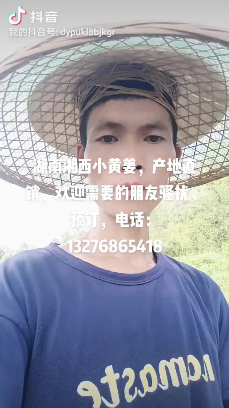 湖南湘西小黄姜产地批发