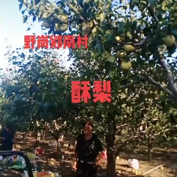 黄皮酥梨