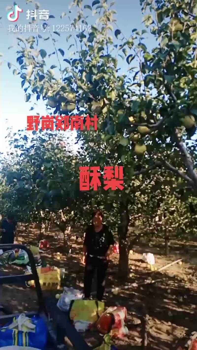 黄皮酥梨