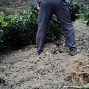 纽荷尔脐橙苗