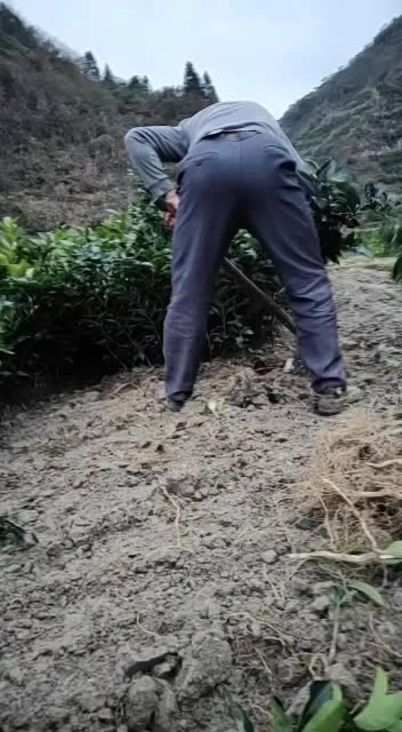 纽荷尔脐橙苗