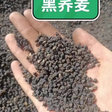 黑荞麦