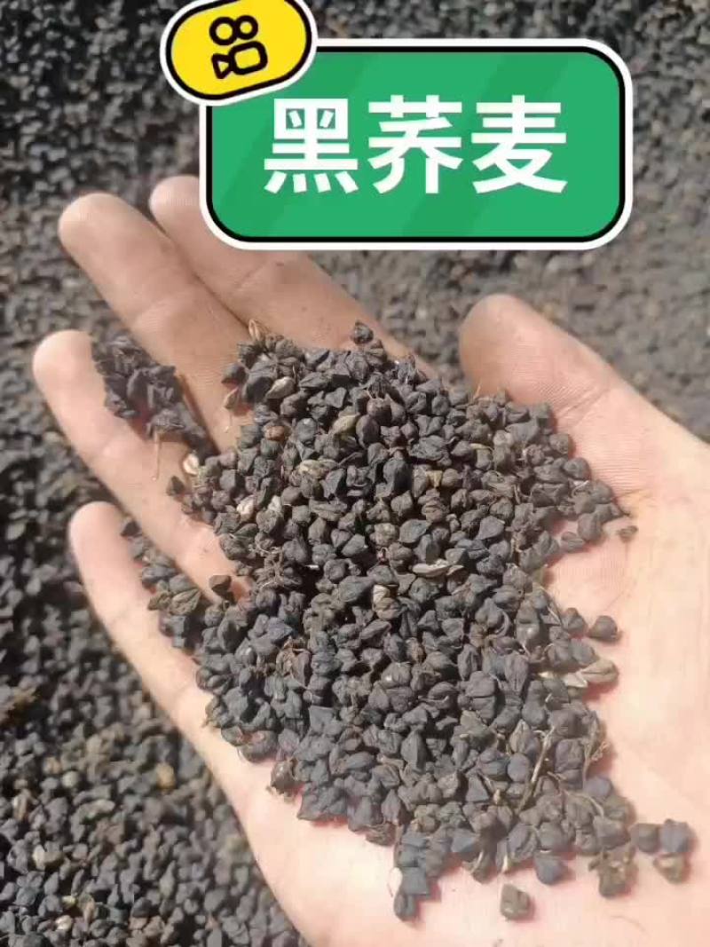 黑荞麦