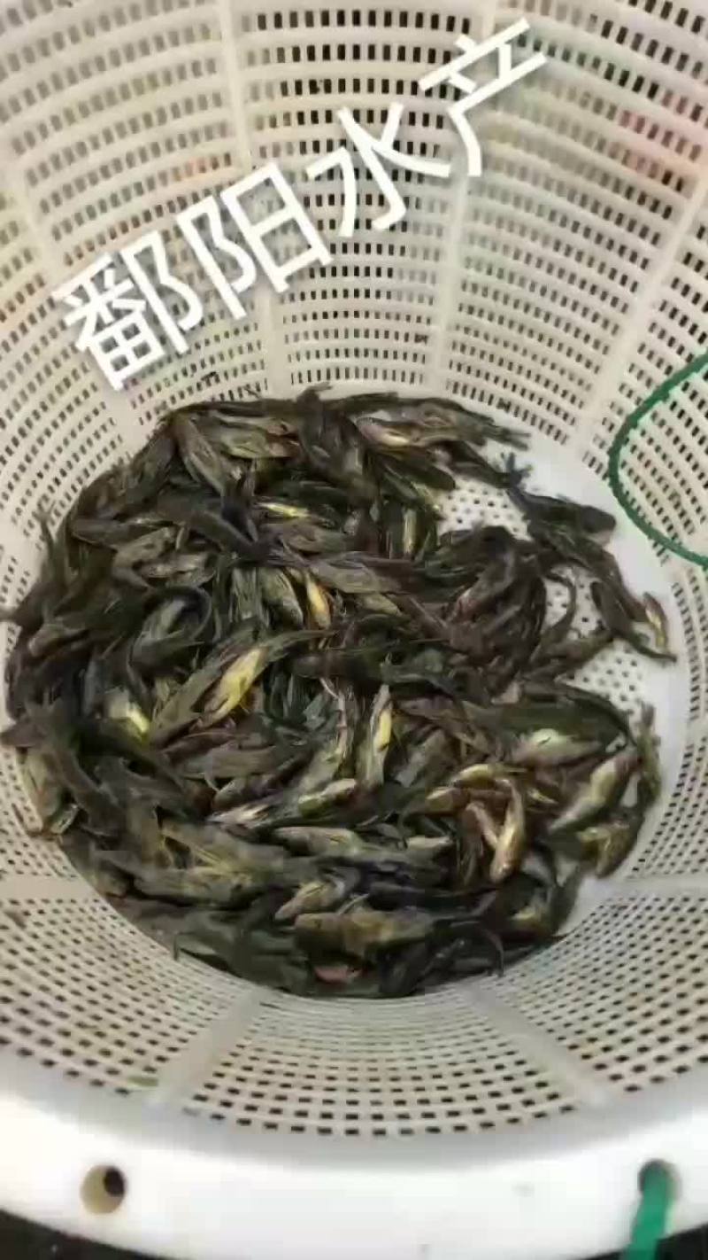 草鱼苗价格，江西3-5公分草鱼苗报价