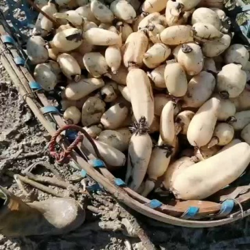 新鲜的小藕，每天有货，需要的联系！无上车费