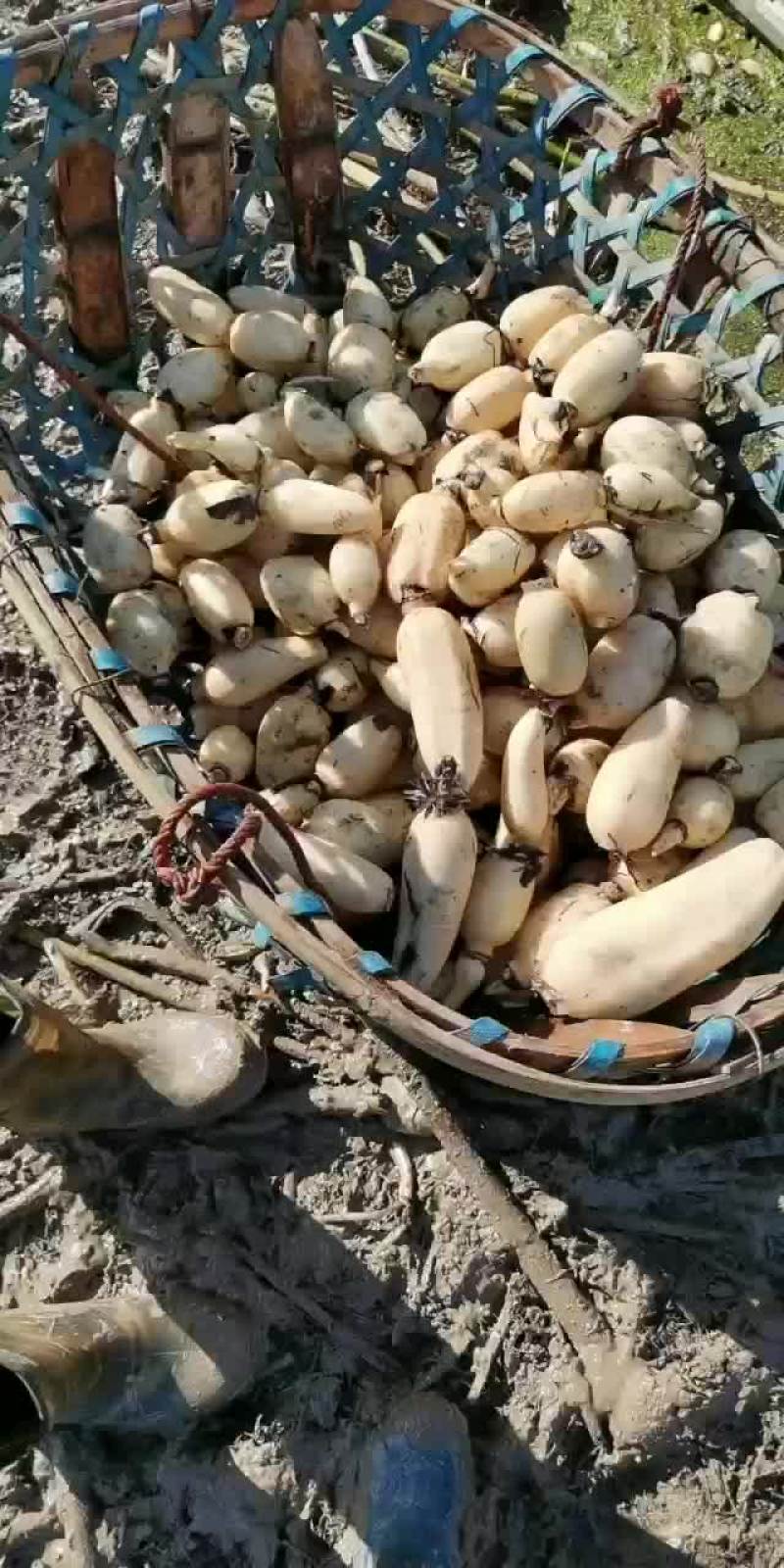 新鲜的小藕，每天有货，需要的联系！无上车费
