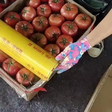 西红柿