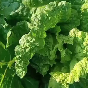 麻叶菜大量有货