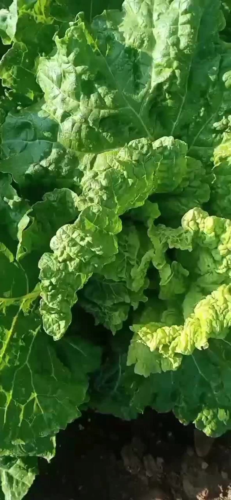 麻叶菜大量有货