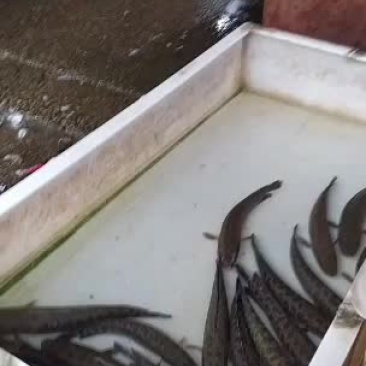 土财鱼土鲢鱼