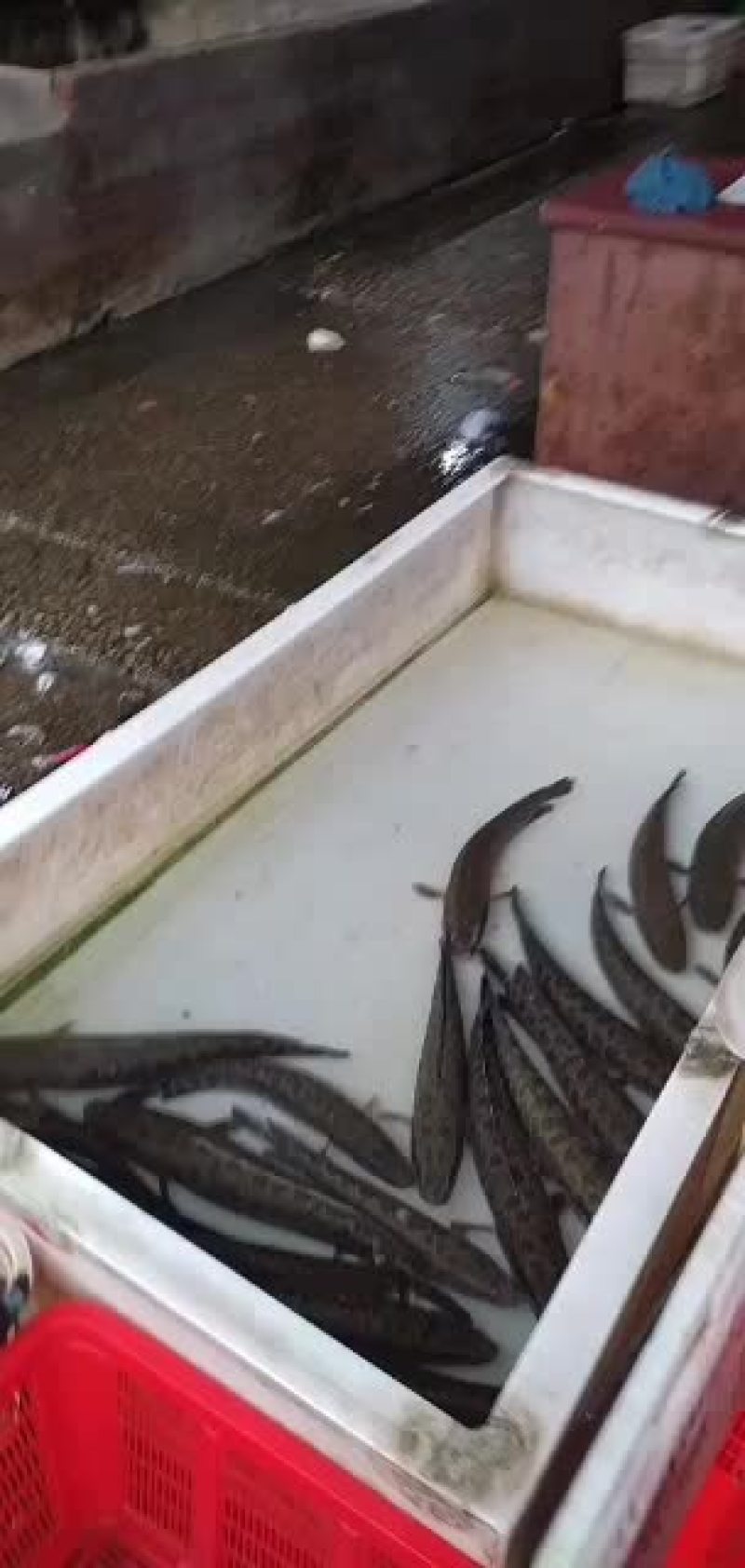 土财鱼土鲢鱼