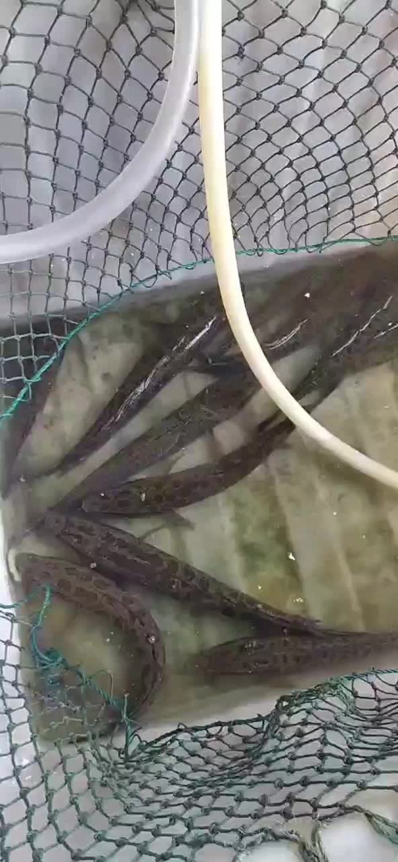 土财鱼土鲢鱼