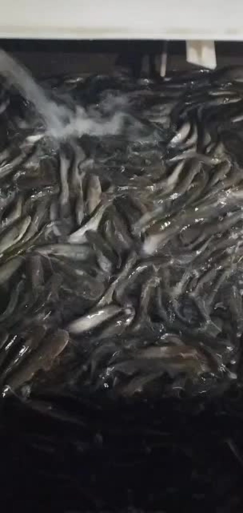 土财鱼土鲢鱼