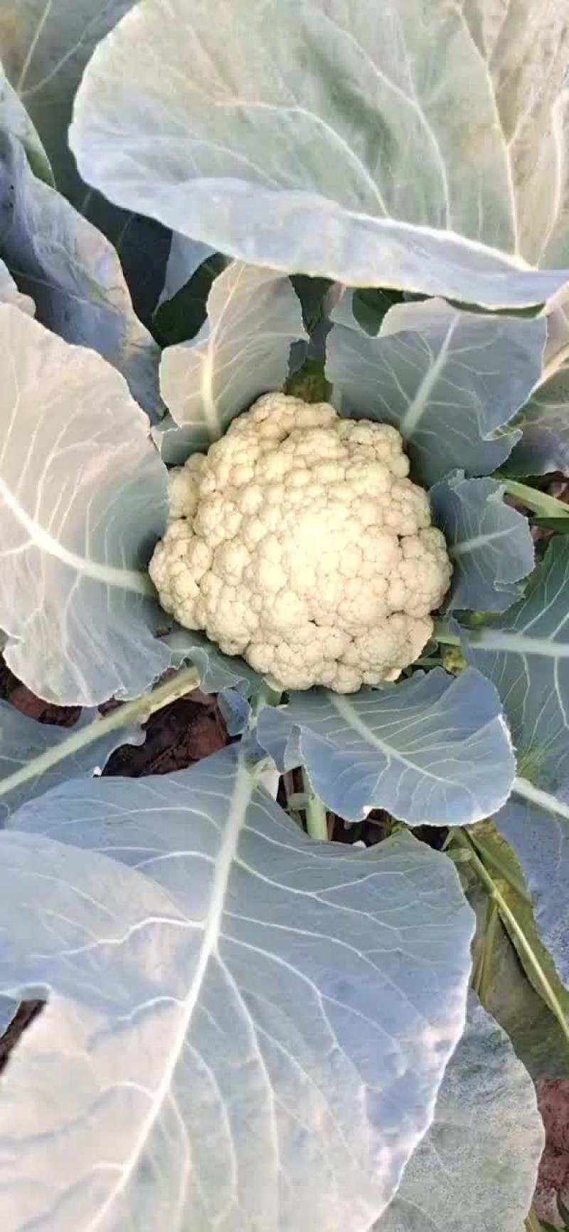 有机菜花上市