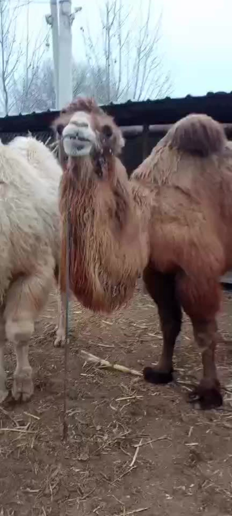 骆驼