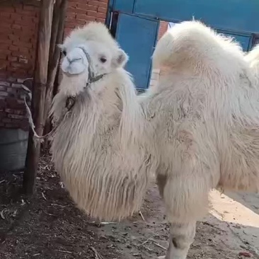 骆驼