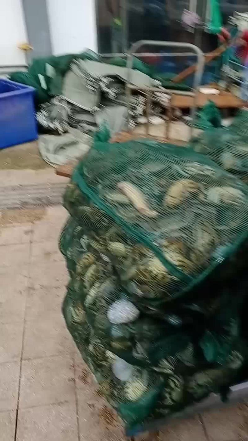 洪泽湖大闸蟹普货大量上市