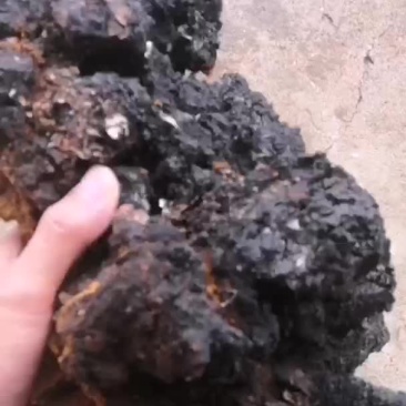 单块精品桦树茸