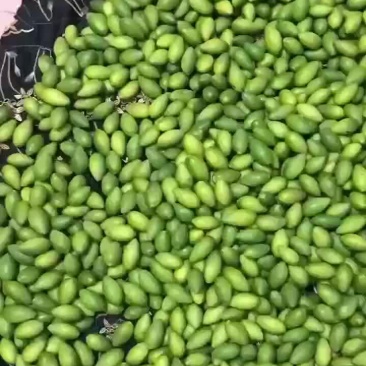 青橄榄
