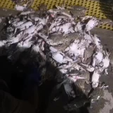 纯海捕梭子蟹，大量有货