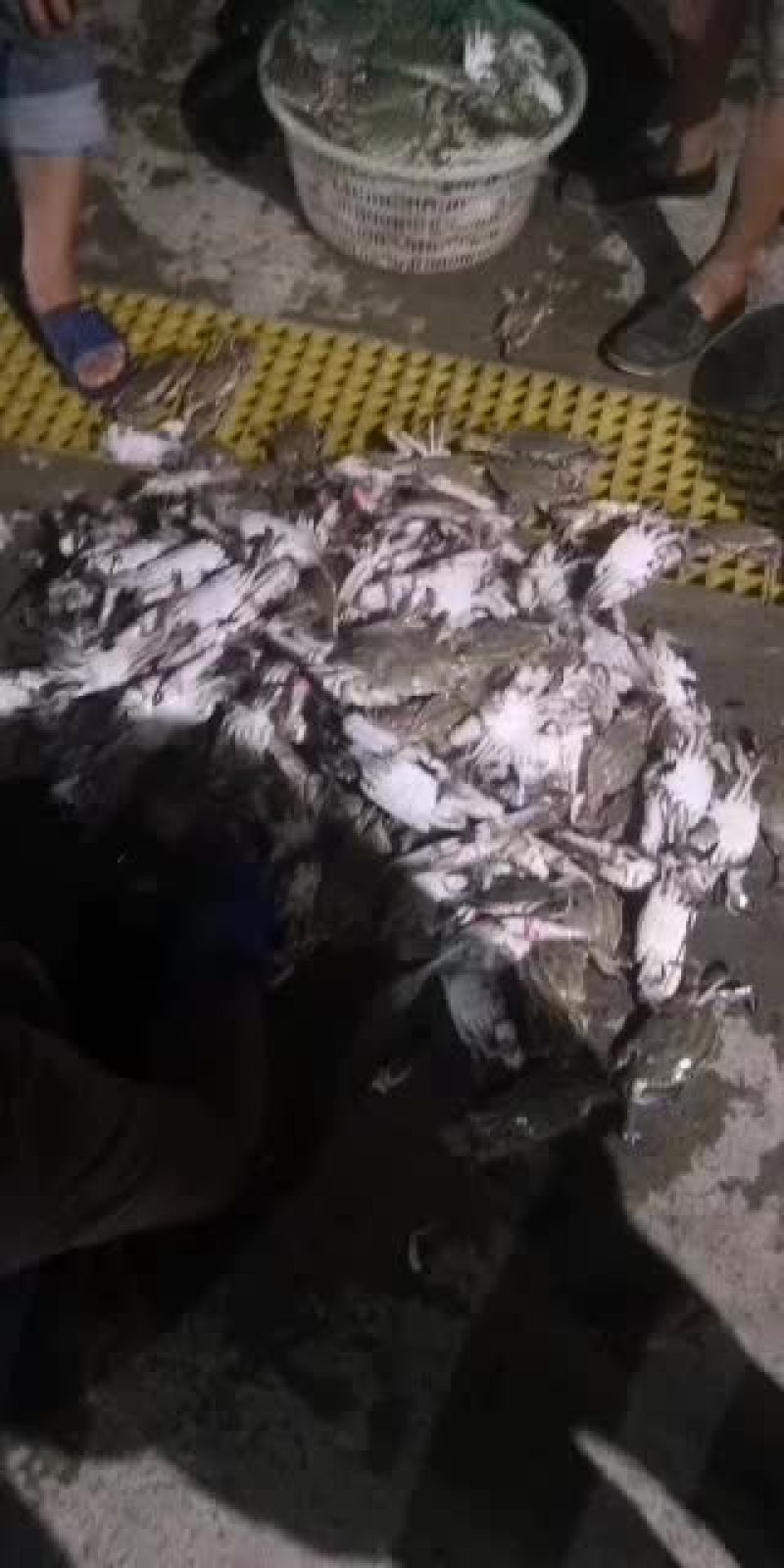 纯海捕梭子蟹，大量有货