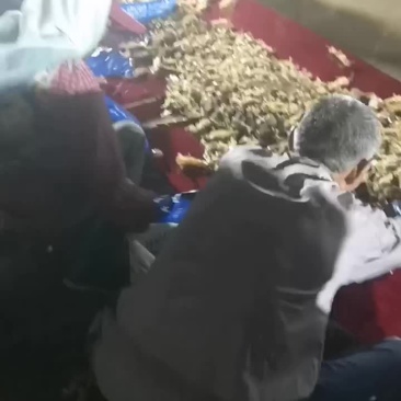 皮皮虾大量有货，质量超级好，量大从优，欢迎骚扰。