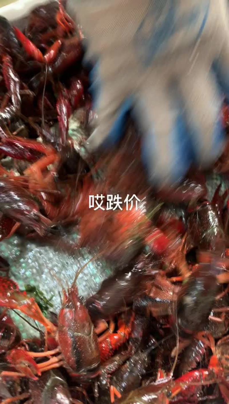 产地直供潜江小龙虾世界共享！质量保证欢迎采购