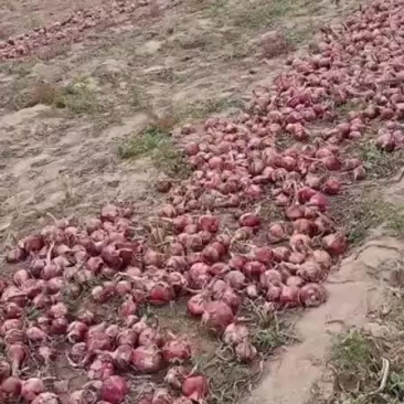 洋葱