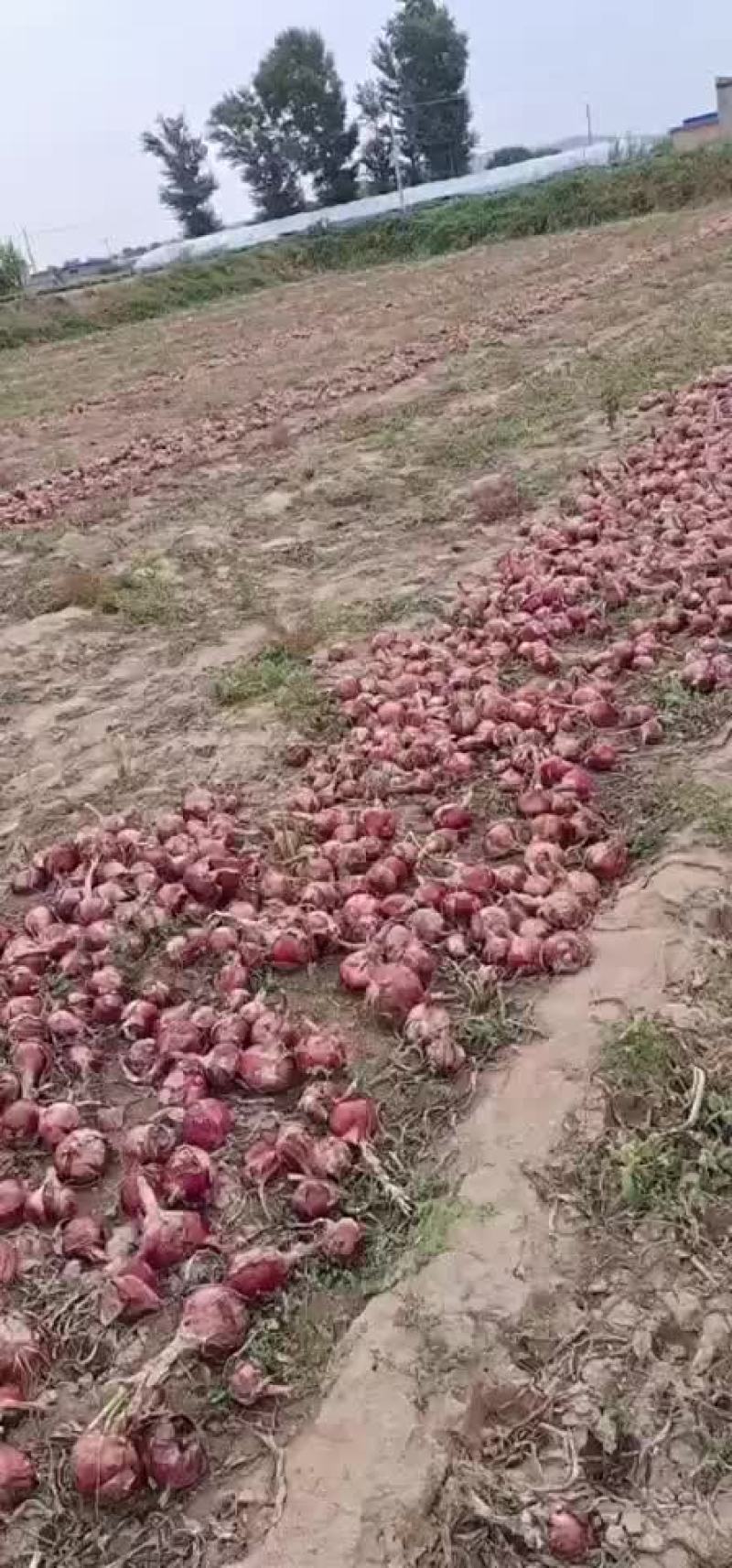 洋葱