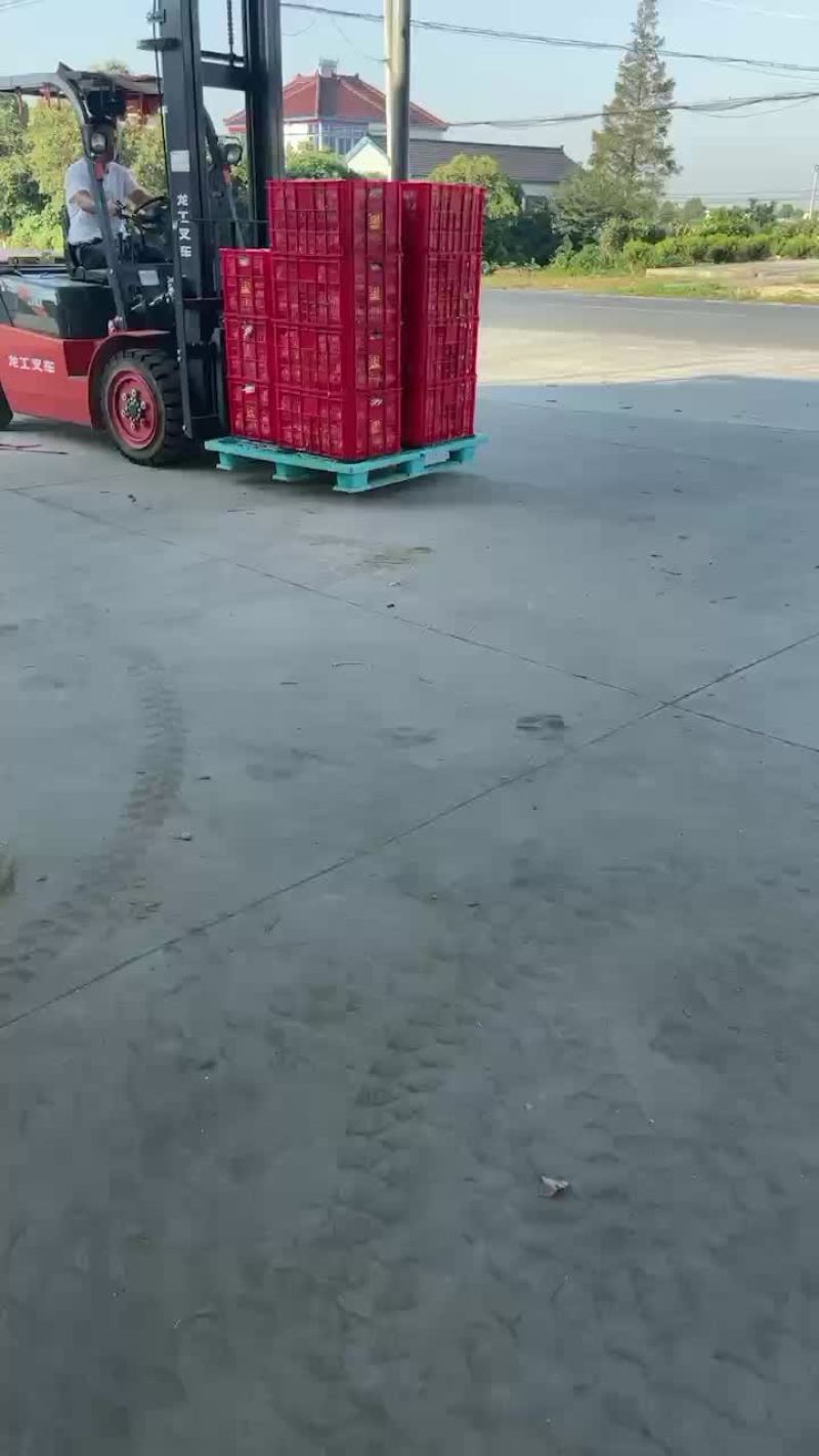 矮颗夏阳菜