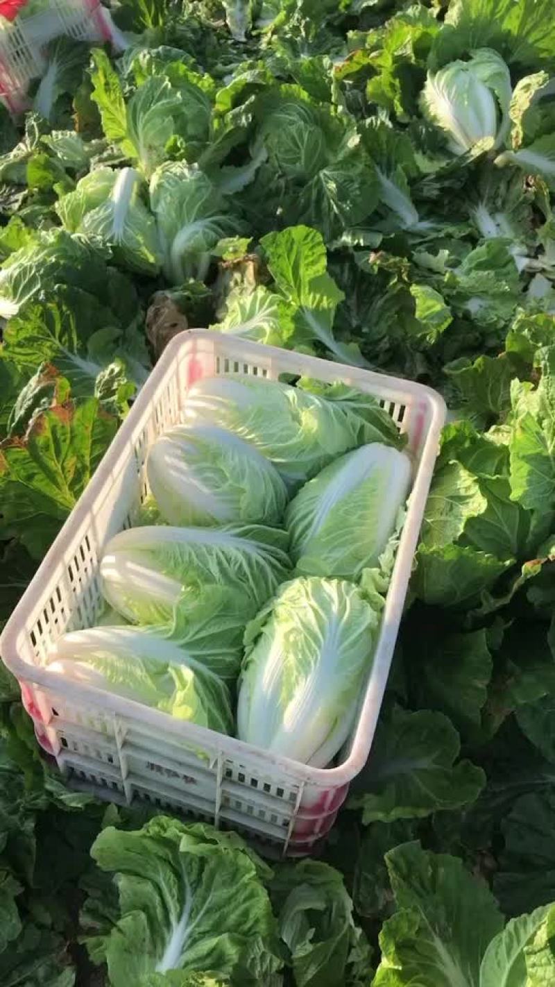 矮颗夏阳菜