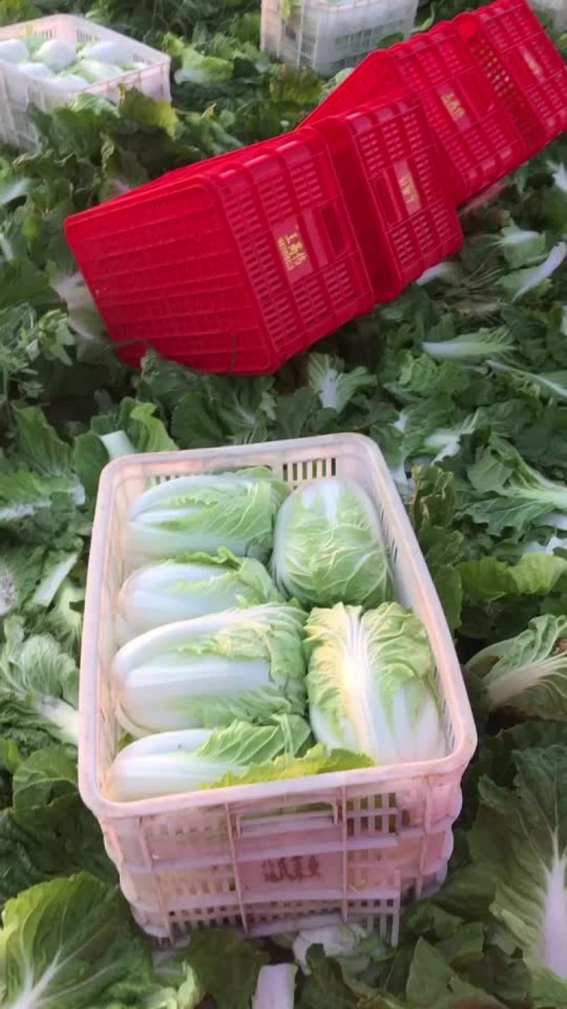 矮颗夏阳菜