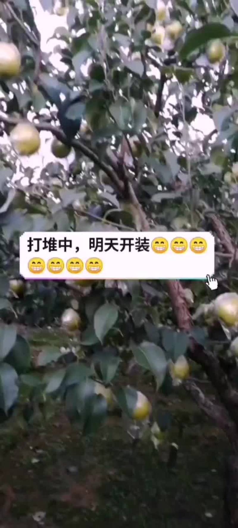 雪花梨