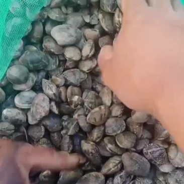 花甲开始，47-52嗯嗯！！