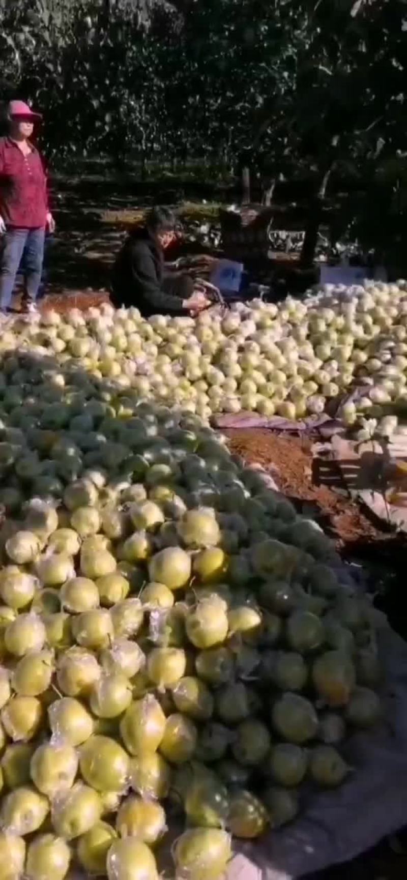 雪花梨
