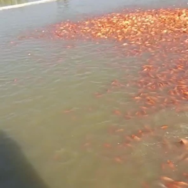 红鲤鱼