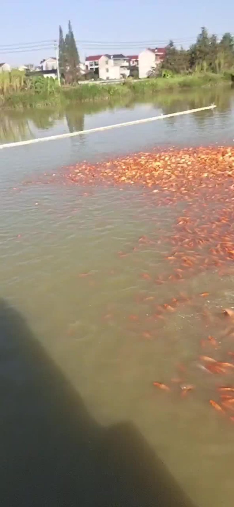 红鲤鱼