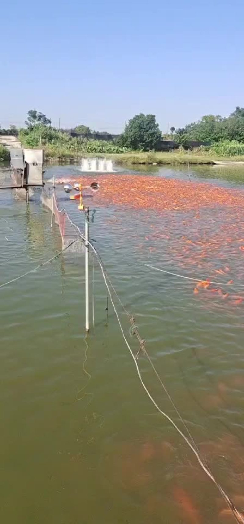 红鲤鱼