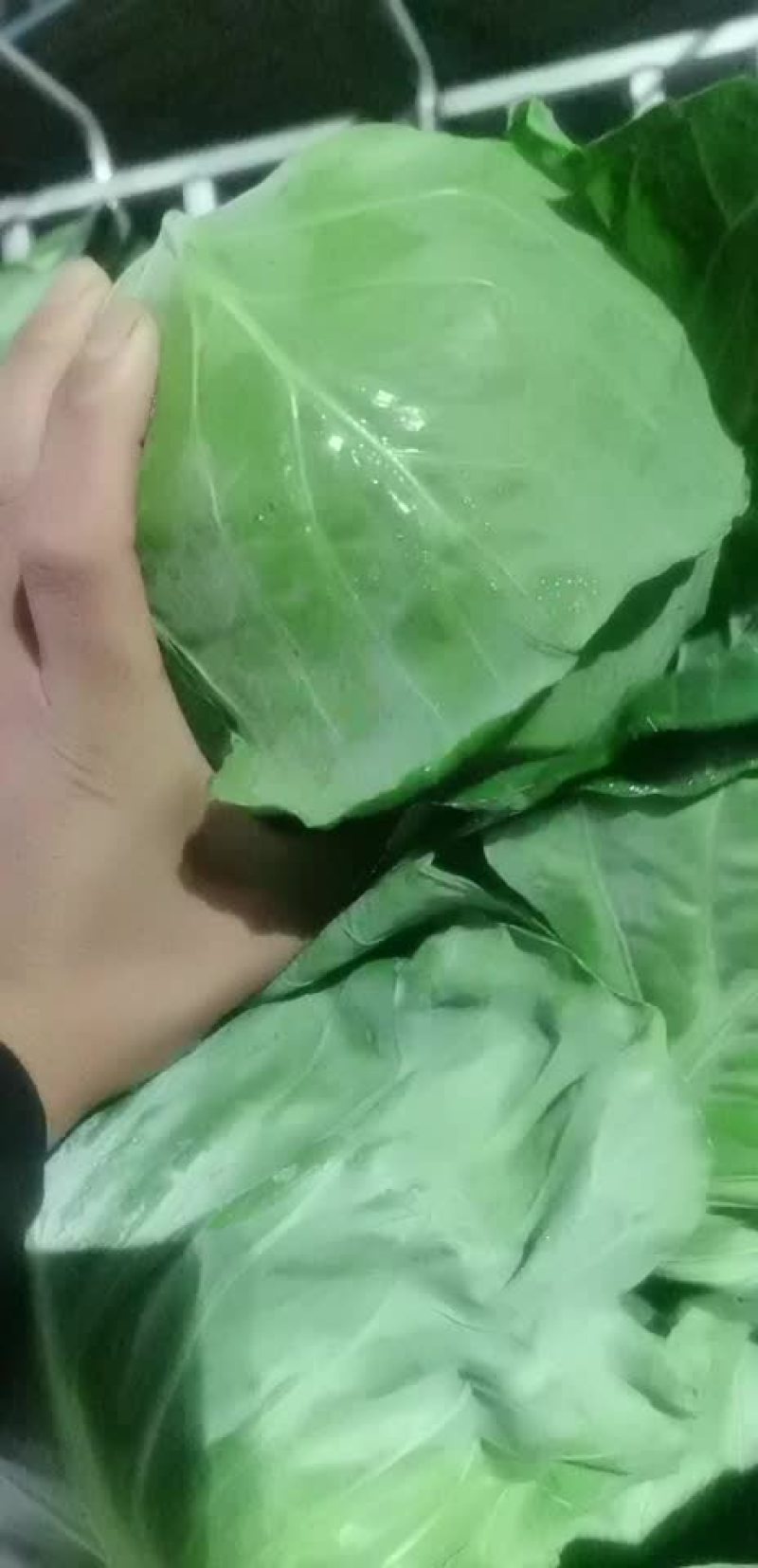 河北省昌黎精品甘蓝大量上市欢迎新老客户前来选购