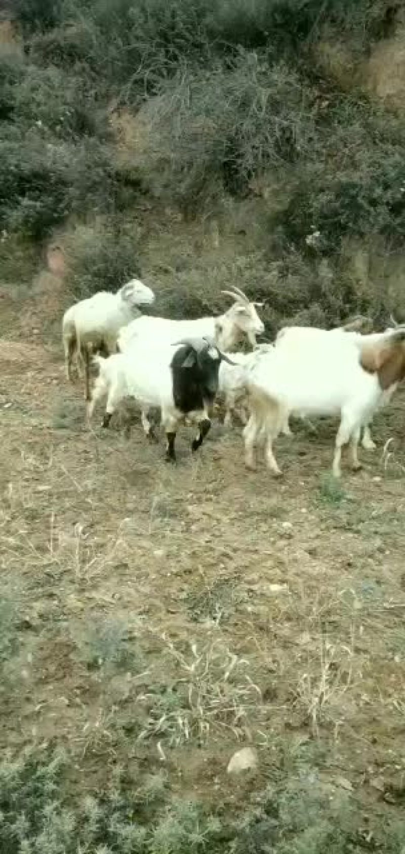 山羊