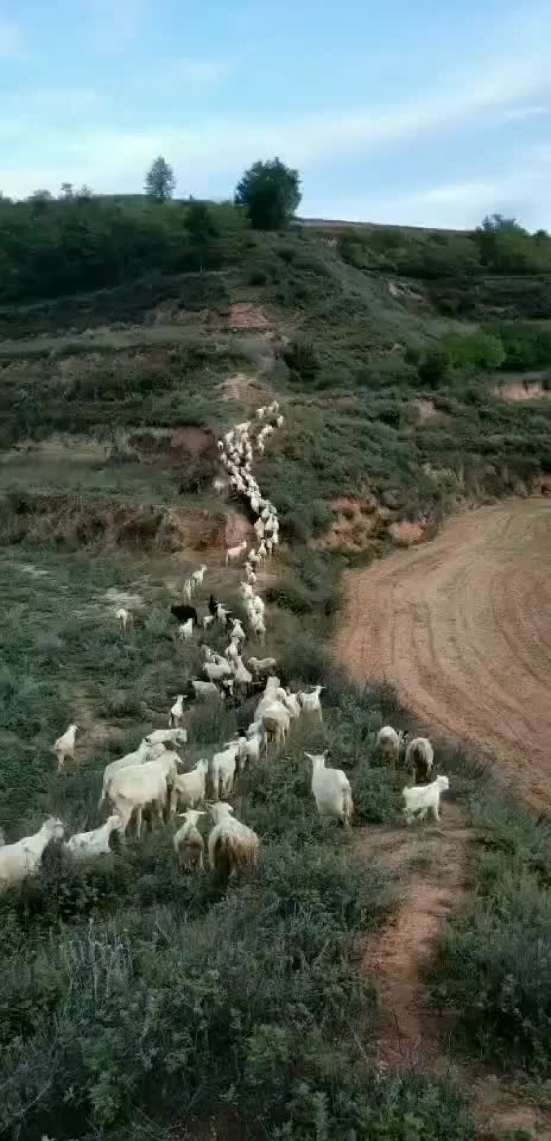 山羊